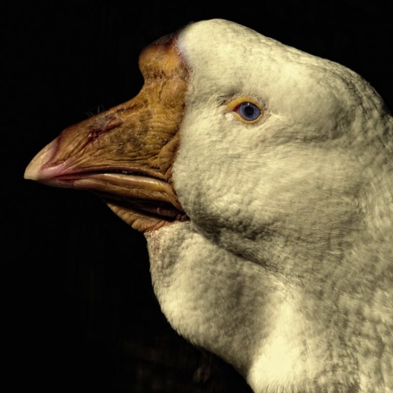 photo "***" tags: nature, pets/farm animals