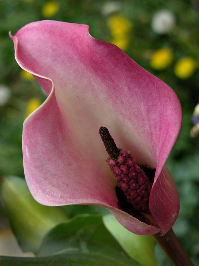 photo "classic" tags: nature, macro and close-up, flowers