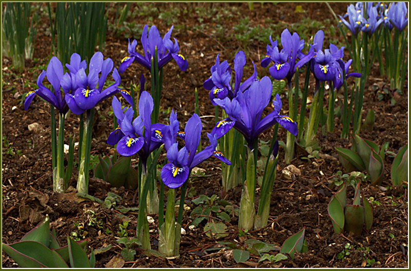 photo "Spring dancing" tags: nature, flowers