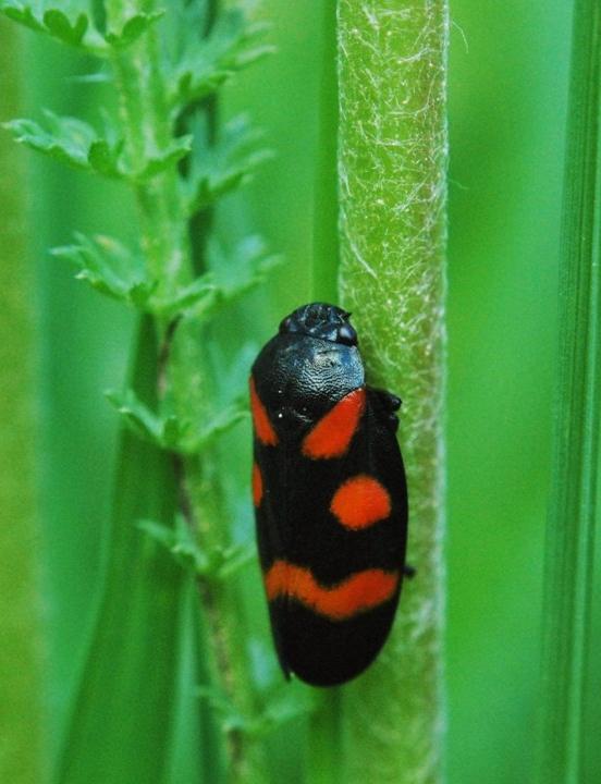 photo "Rouge et Noir" tags: nature, macro and close-up, insect