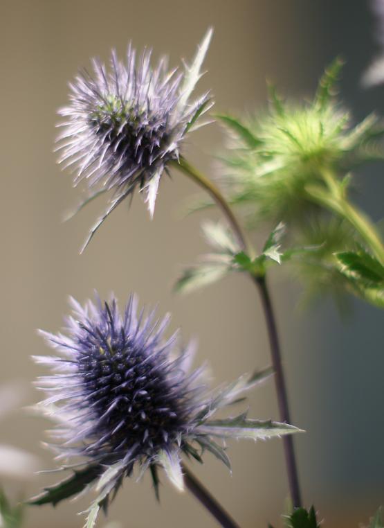 photo "Пара" tags: nature, flowers