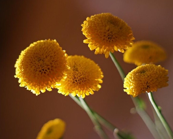 фото "Солнышки спросонья" метки: природа, цветы