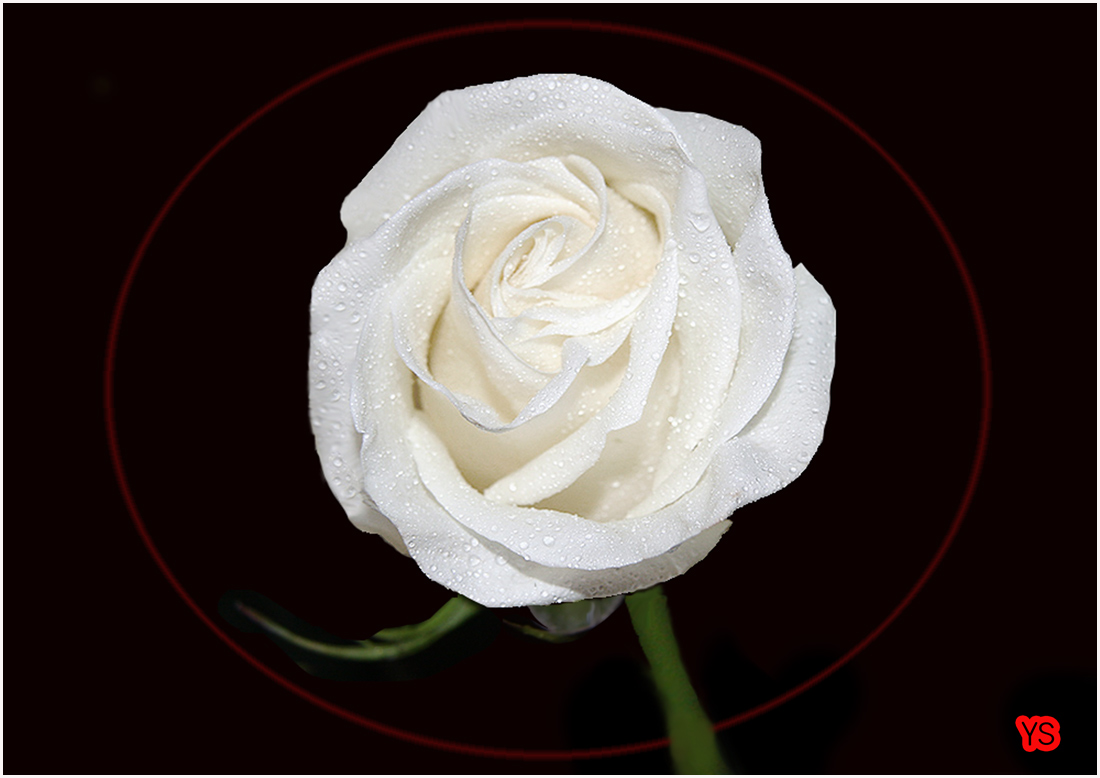 photo "***" tags: misc., 