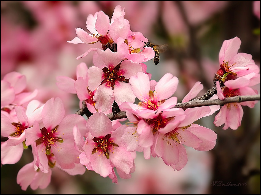 photo "***" tags: nature, flowers