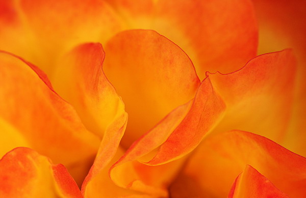 photo "Secret Beauty" tags: nature, flowers
