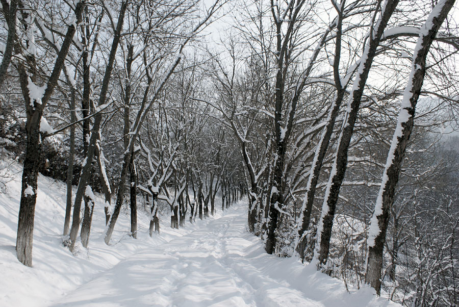 фото "Снежная Аллея" метки: пейзаж, зима, лес