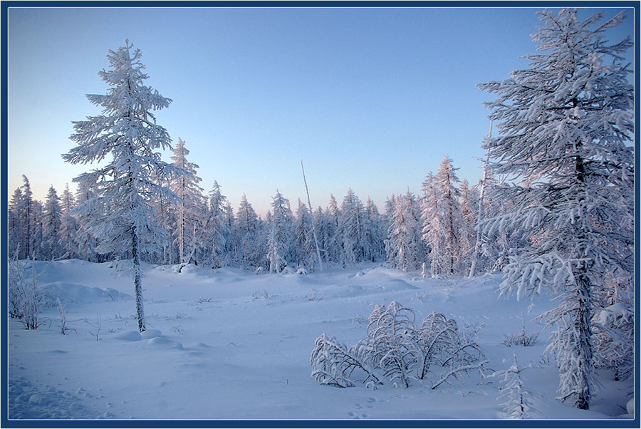photo "***" tags: landscape, forest, winter