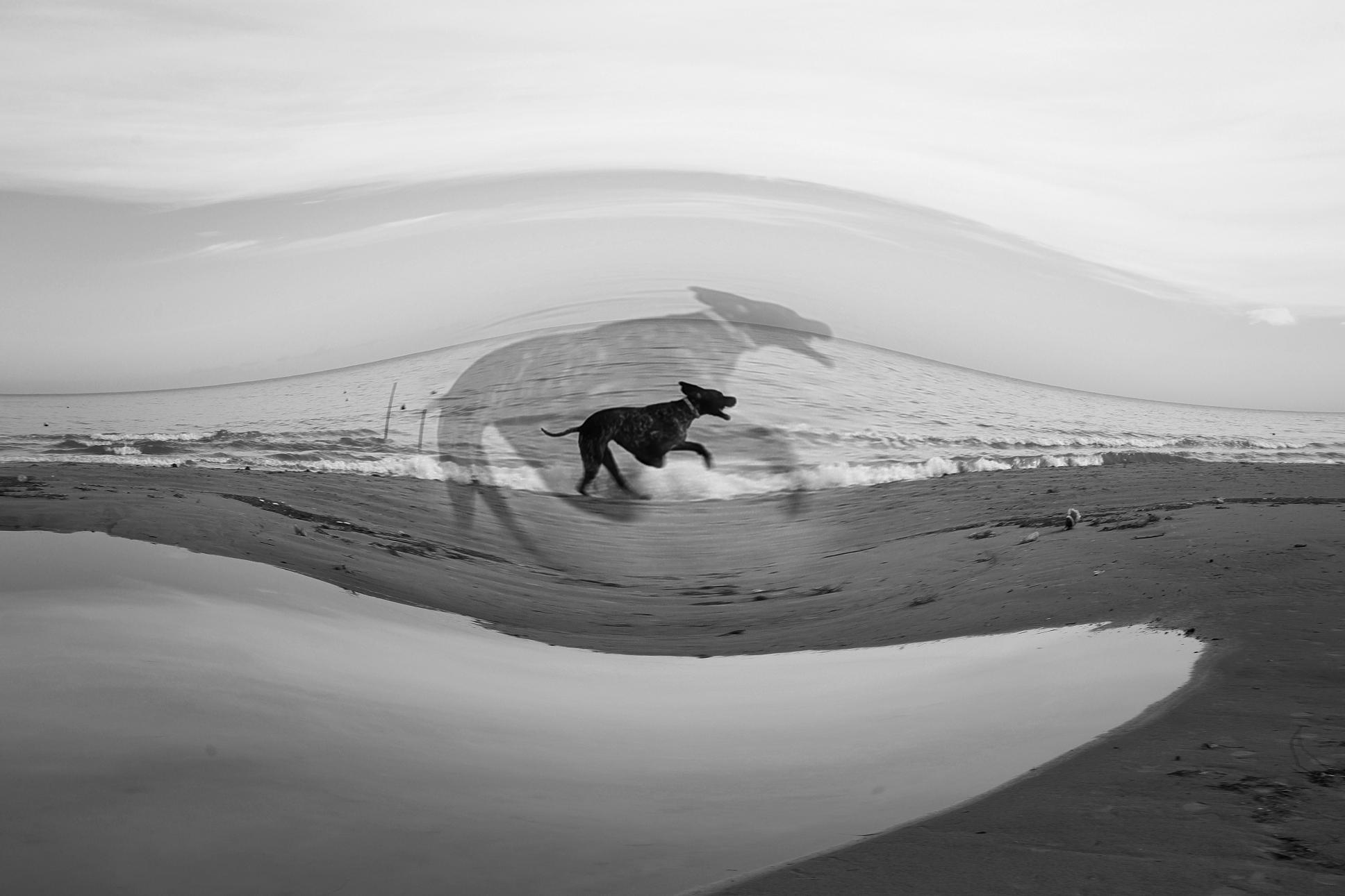 фото "The dog" метки: пейзаж, фотомонтаж, вода
