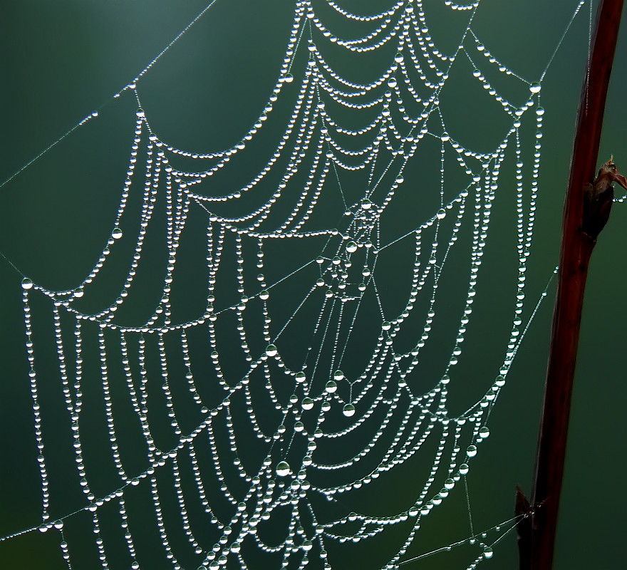 photo "Web" tags: macro and close-up, nature, 