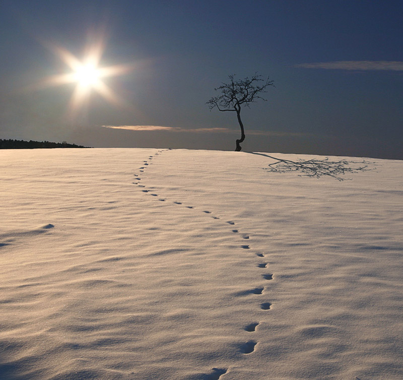 photo ""S"" tags: landscape, winter