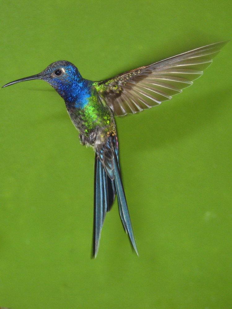 фото "Hummingbird #2" метки: природа, дикие животные