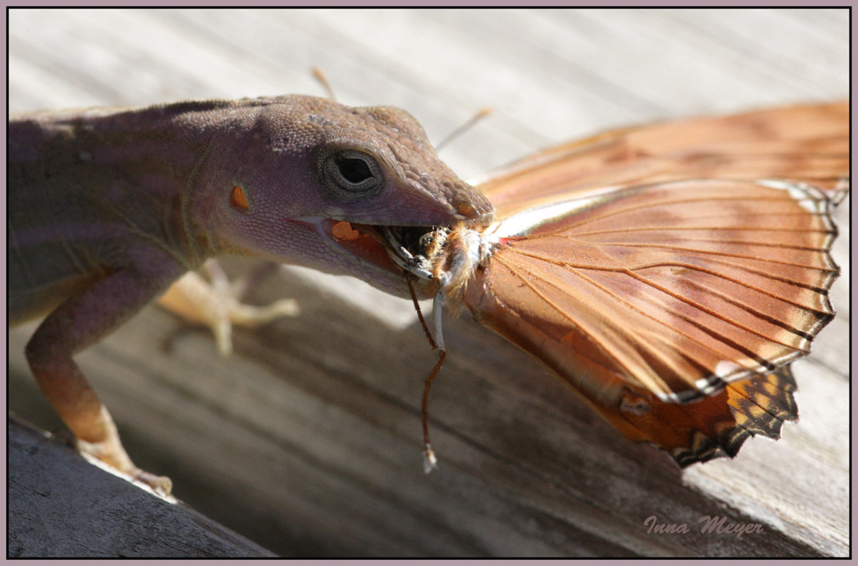 photo "Lunch" tags: nature, macro and close-up, 