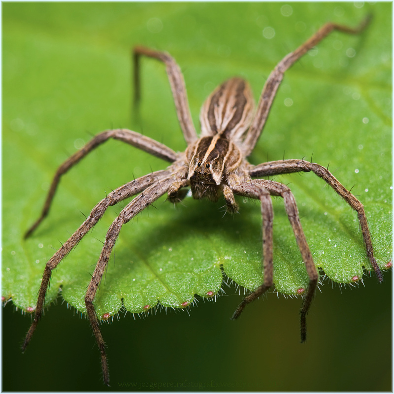 photo "Spider" tags: macro and close-up, nature, insect