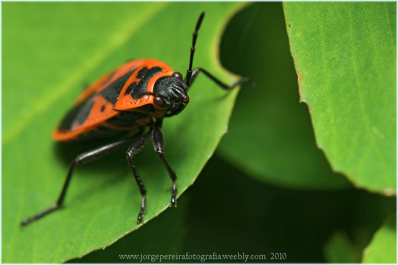 photo "spring colors" tags: macro and close-up, nature, insect