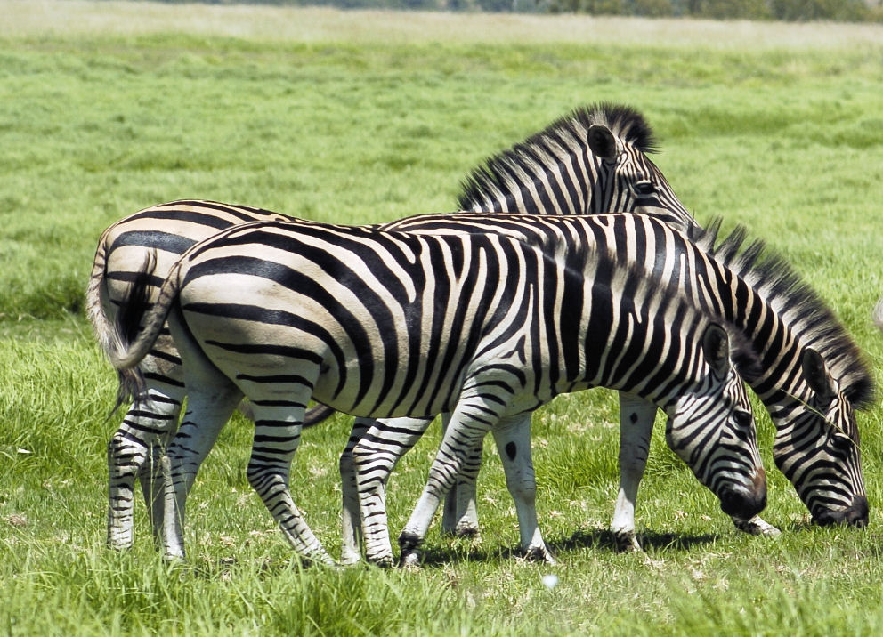 photo "All lined up" tags: nature, wild animals