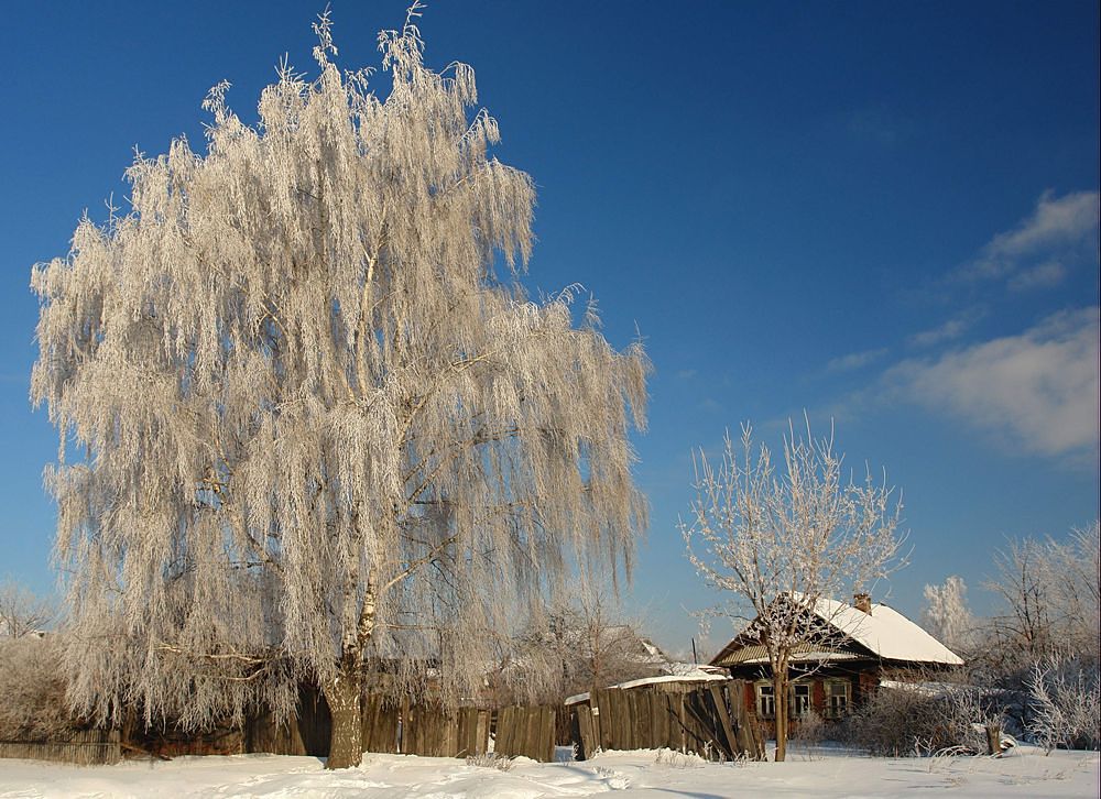 Белая Береза Фото