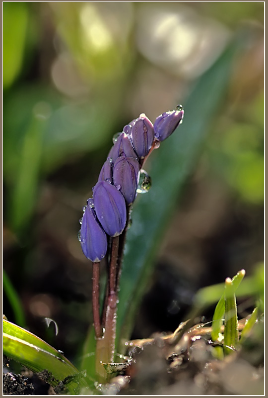 photo "My light, pocket mirror..." tags: nature, macro and close-up, flowers