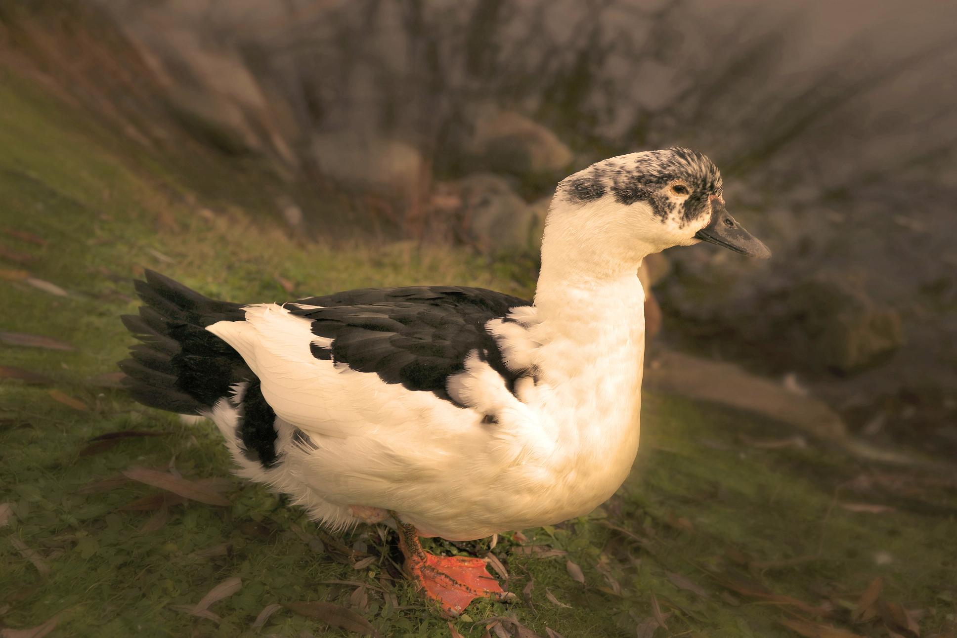 фото "The duck" метки: природа, домашние животные