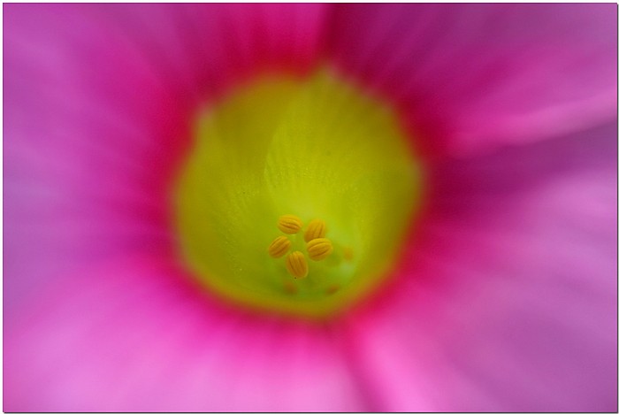 photo "Up Close" tags: nature, macro and close-up, flowers