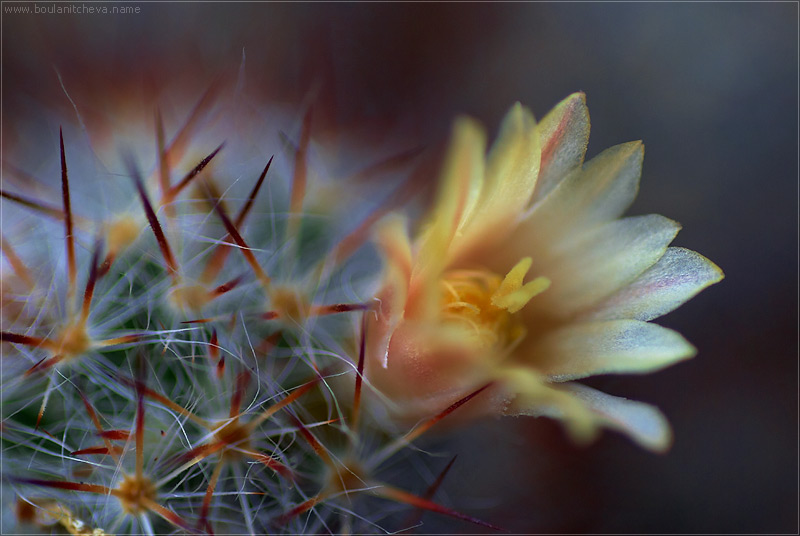 photo "cactus" tags: macro and close-up, 