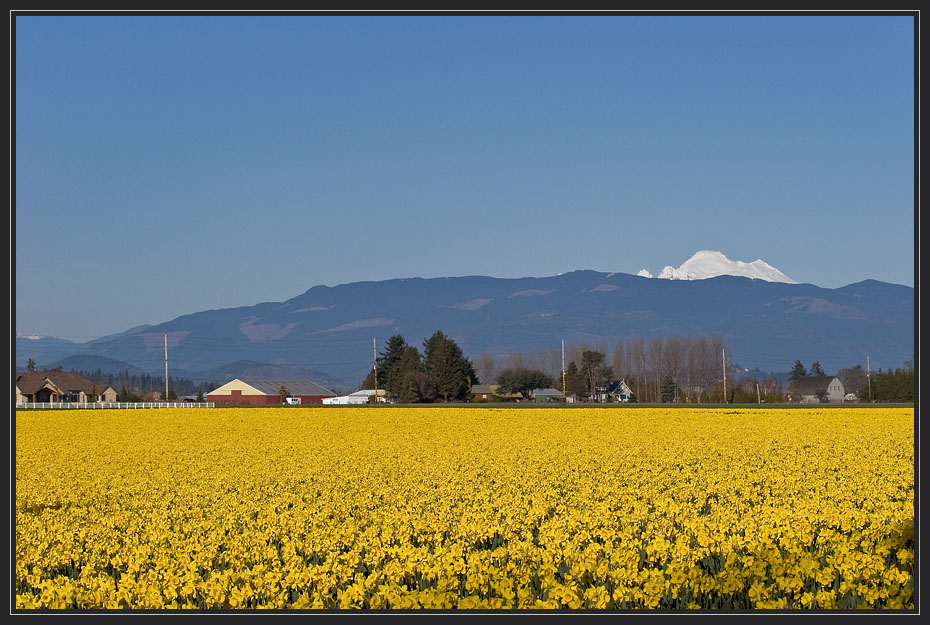 photo "Yellow sea, white mountains, blue sky" tags: landscape, nature, flowers, spring