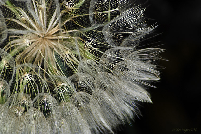 photo "Fluffy" tags: macro and close-up, nature, flowers