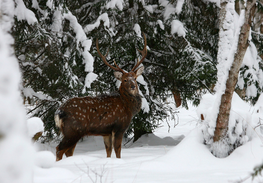 фото "В снежном окружении..." метки: природа, дикие животные