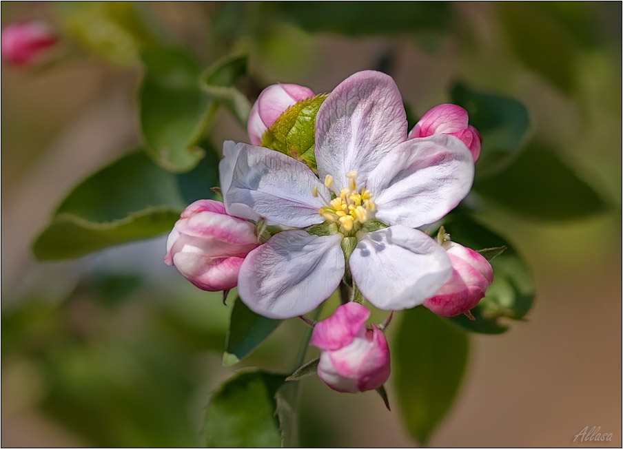 photo "***" tags: nature, landscape, flowers, spring