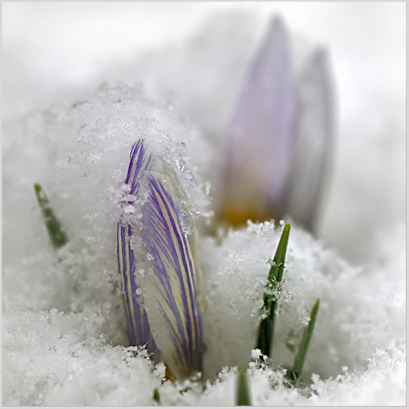 photo "Walrus" tags: nature, macro and close-up, flowers