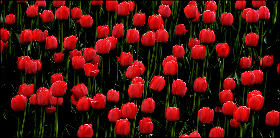 photo "***" tags: nature, flowers