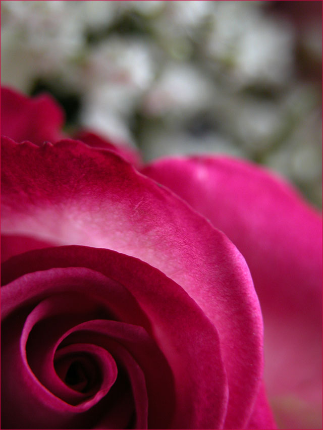 photo "abstract rose" tags: nature, macro and close-up, flowers