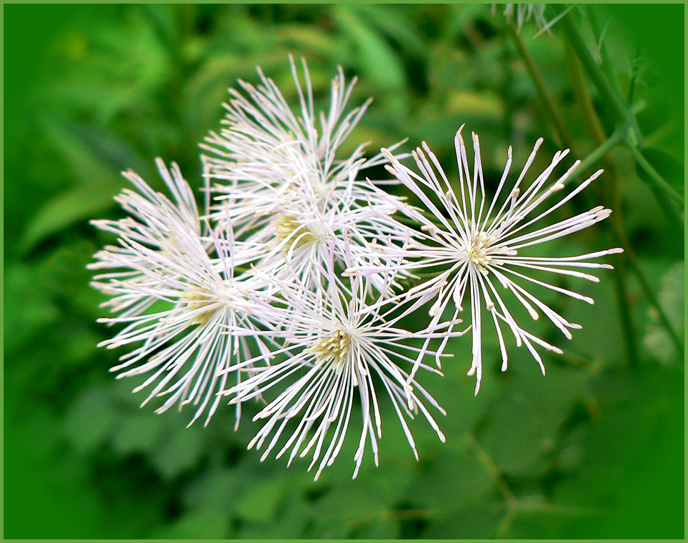 photo "Salute in honor of the International Women’s Day" tags: macro and close-up, nature, flowers