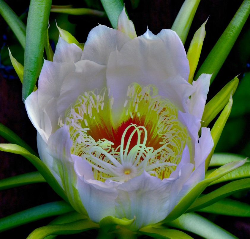 photo "Night Cereus" tags: nature, flowers