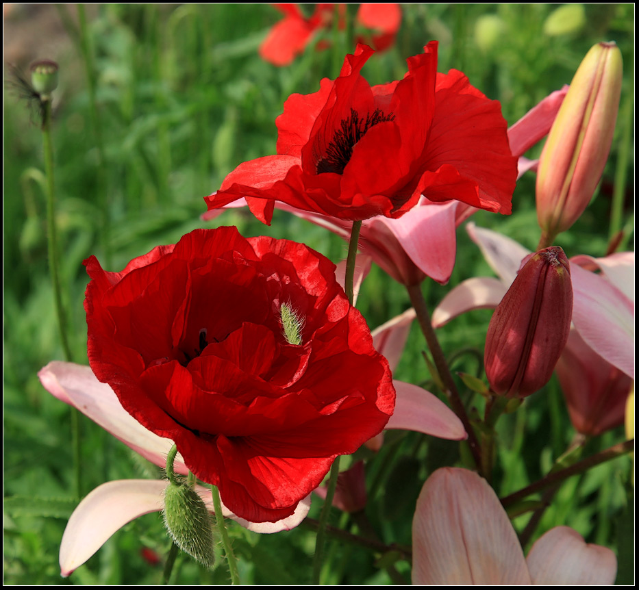 photo "Poppy" tags: nature, flowers