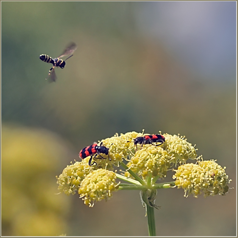 photo "The referee" tags: nature, insect