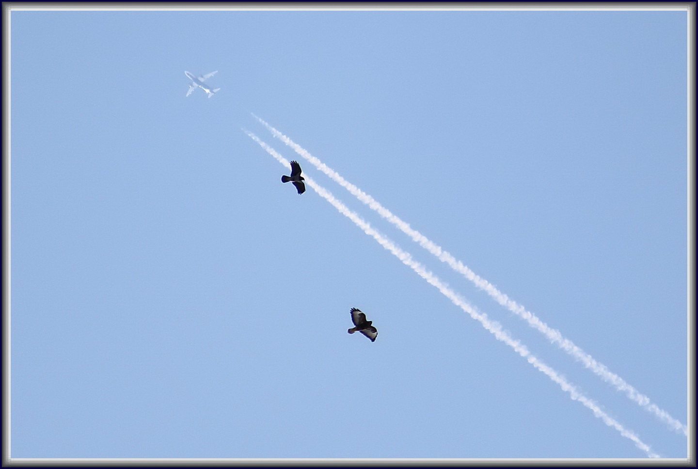 photo "Who is the master in the sky?" tags: nature, reporting, wild animals