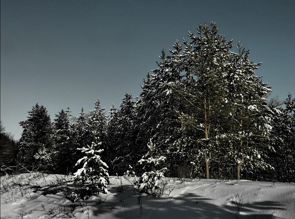 фото "На лесной опушке" метки: пейзаж, зима