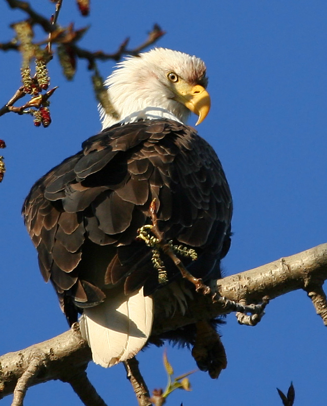 photo "***" tags: nature, misc., wild animals