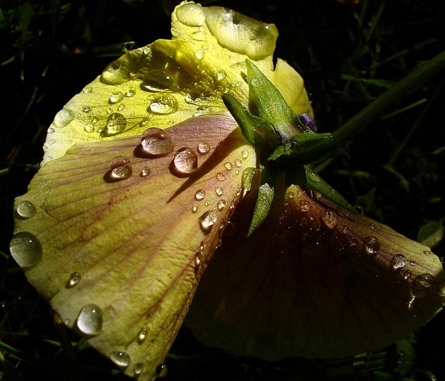 photo "макро,флора,капли,природа" tags: nature, macro and close-up, 