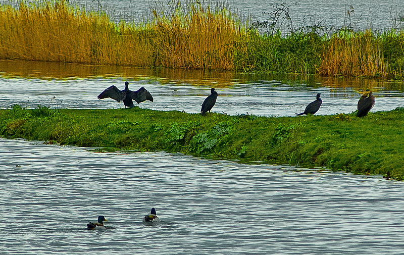 фото "ESTUARY CREATURES" метки: пейзаж, природа, вода, дикие животные