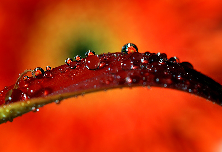 photo "макро капли вода цветы" tags: macro and close-up, nature, flowers