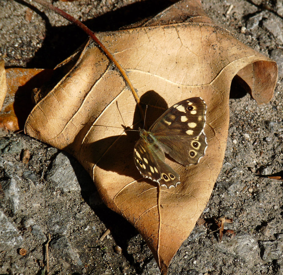 photo "***" tags: macro and close-up, 