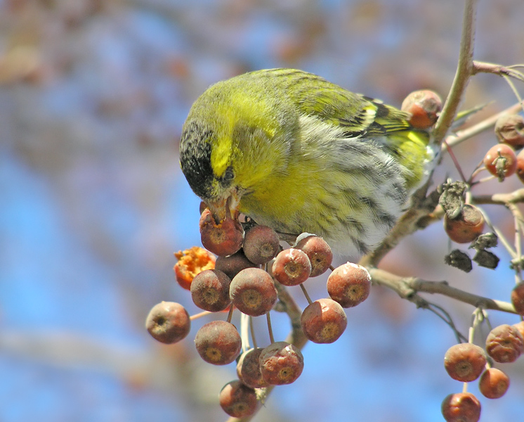 photo "Siskin" tags: nature, wild animals