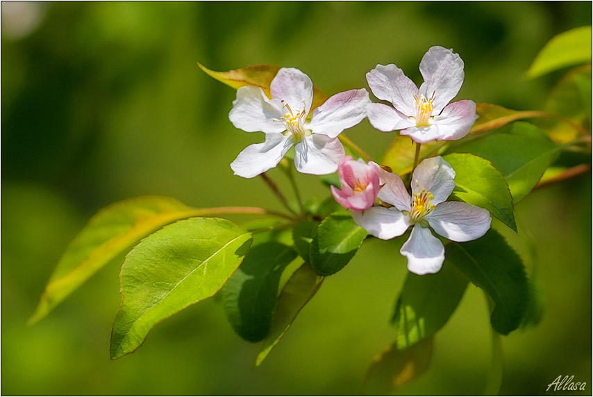 photo "***" tags: landscape, nature, flowers, spring