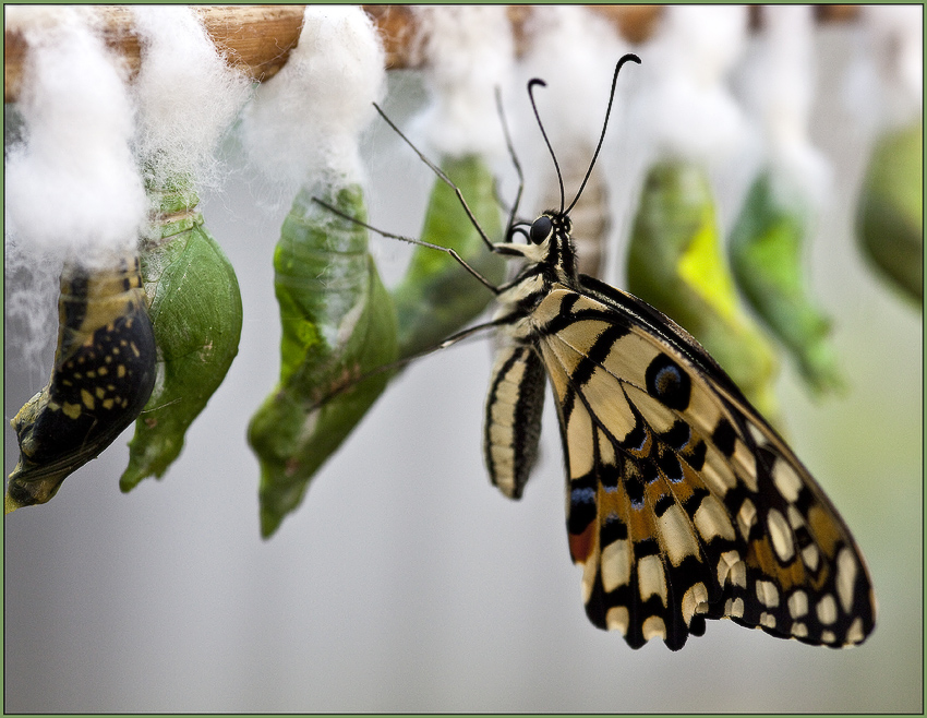 photo "***" tags: nature, insect