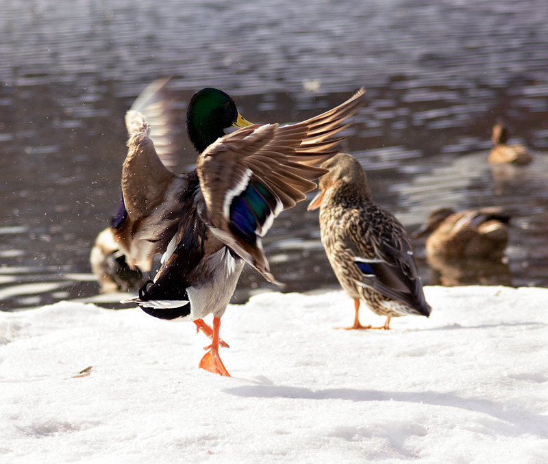 photo "***" tags: nature, wild animals