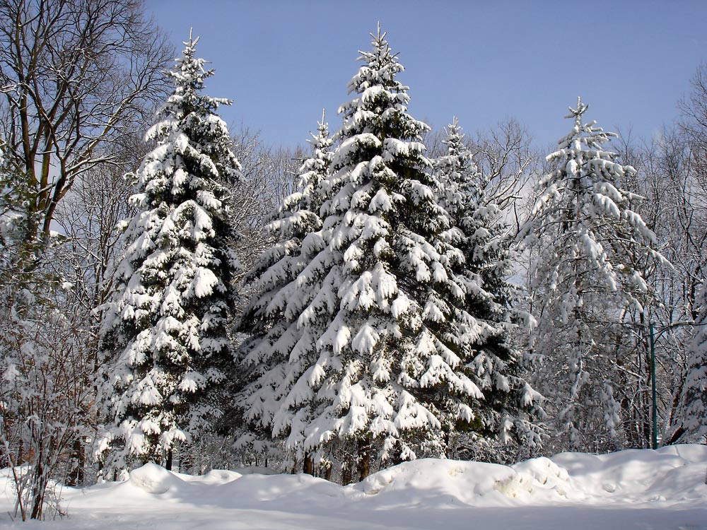 фото "В зимнем парке-2" метки: пейзаж, зима