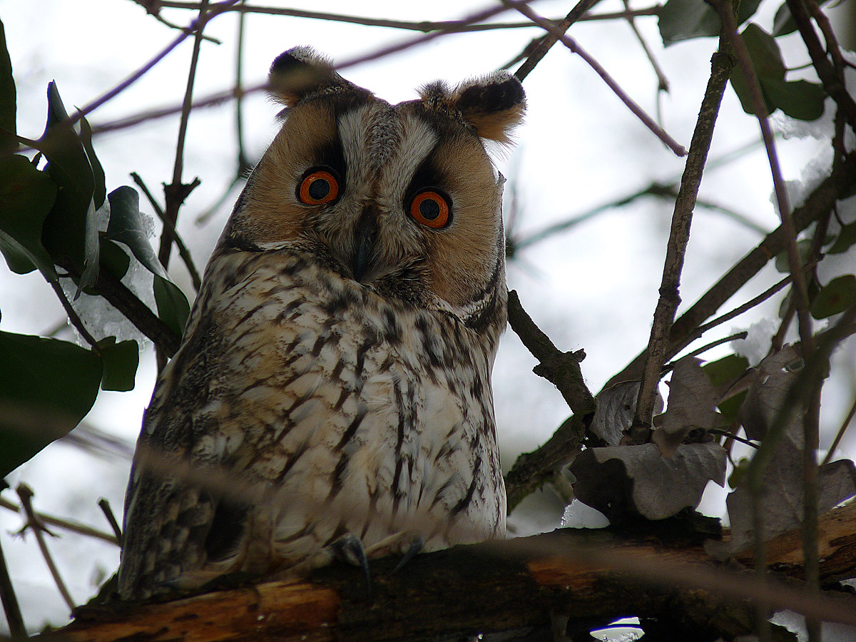 фото "Asio otus" метки: природа, дикие животные