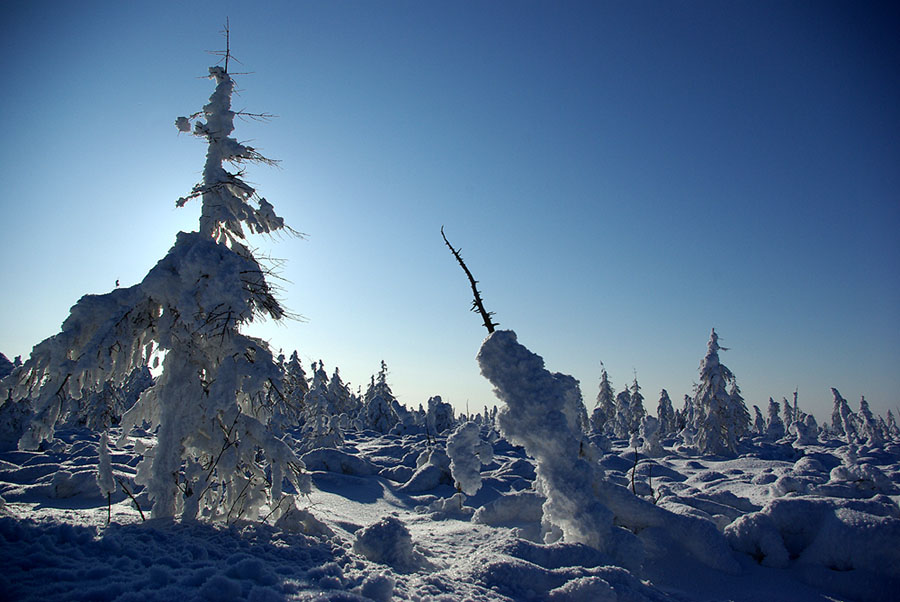 photo "***" tags: landscape, forest, winter