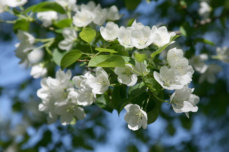 photo "***" tags: nature, flowers